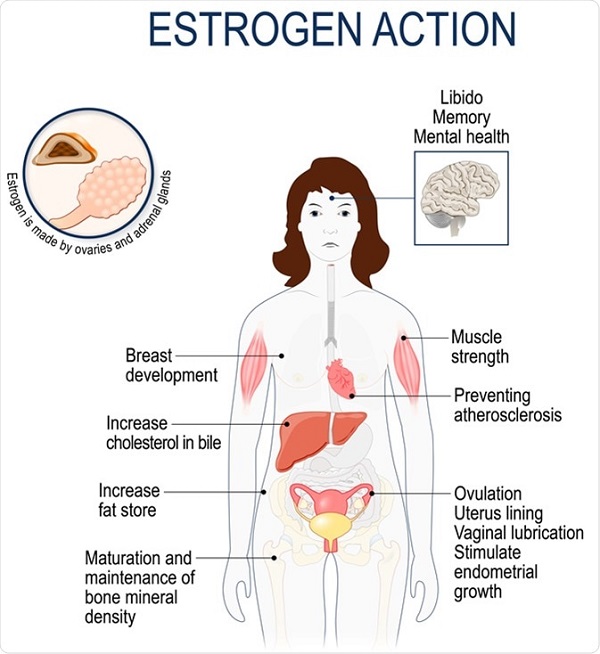 Hormone Estrogen quan trọng thế nào đối với cơ thể?